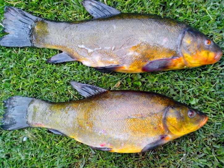 Какая рыба водится в водоемах Московской области и Москвы? Название видов, фото и характеристика