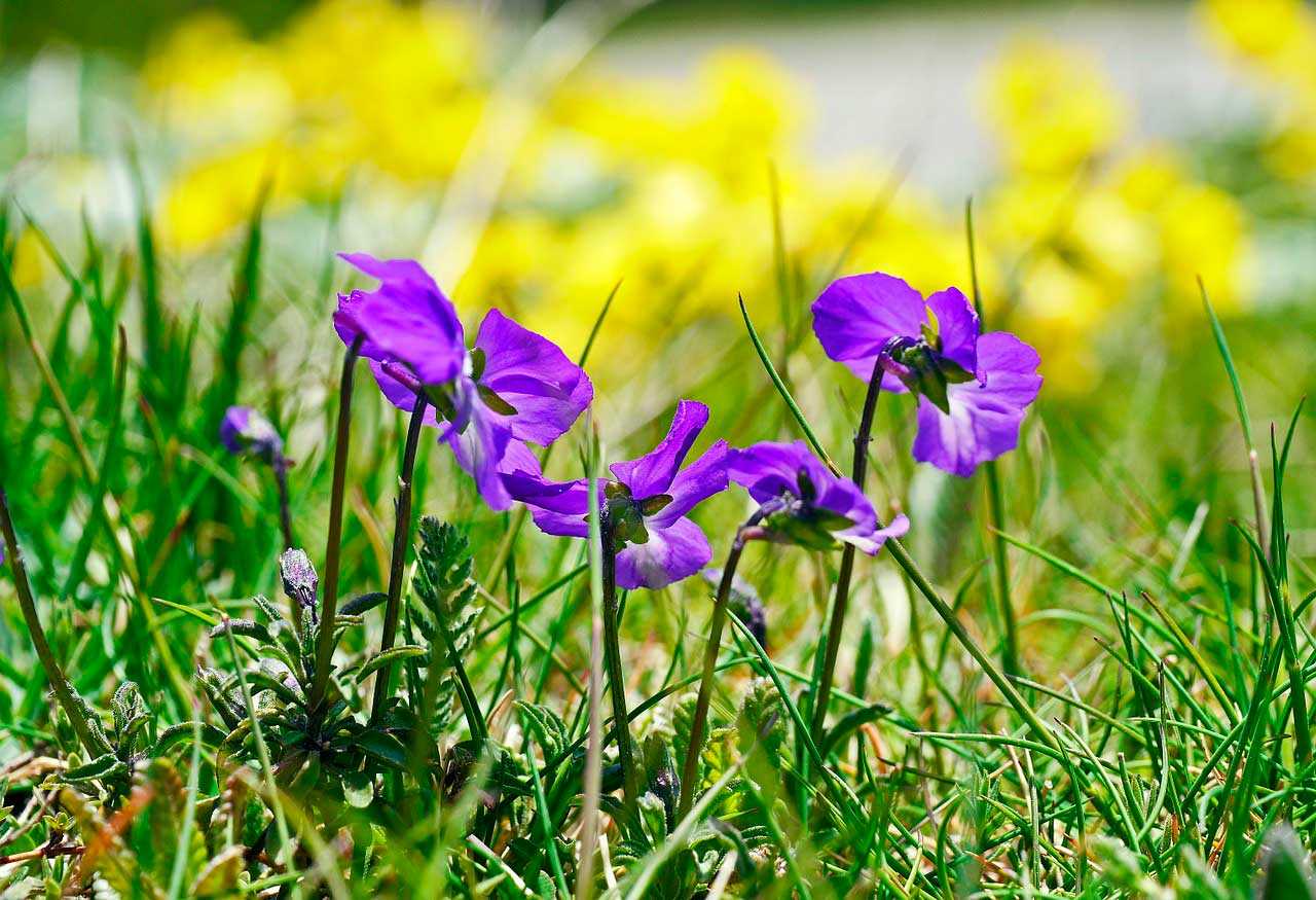 Природа, флора и фауна Франции — характеристика и фото