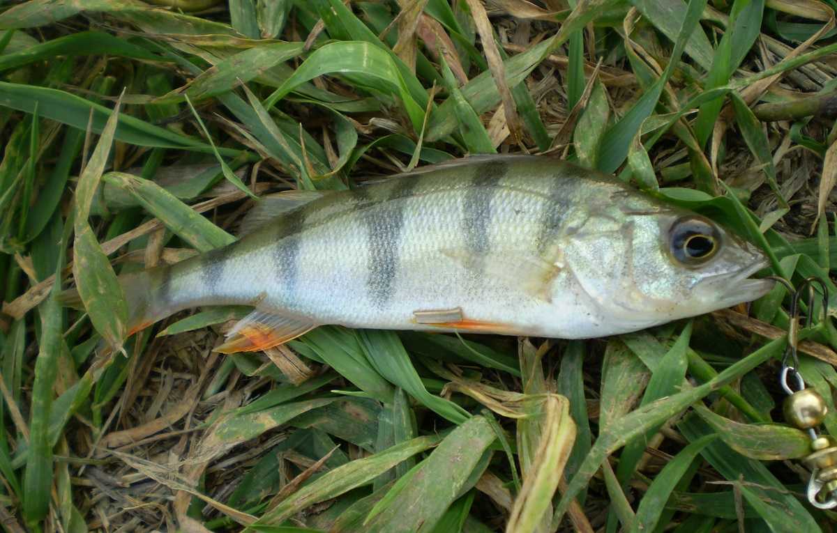 Какая рыба водится в водоемах Московской области и Москвы? Название видов, фото и характеристика