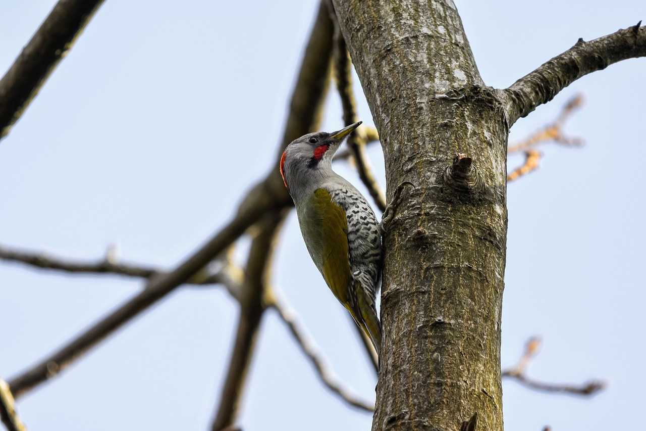 Природа, флора и фауна Японии — характеристика и фото