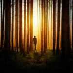 лес, человек, деревья, растения, природа, свет, силуэт