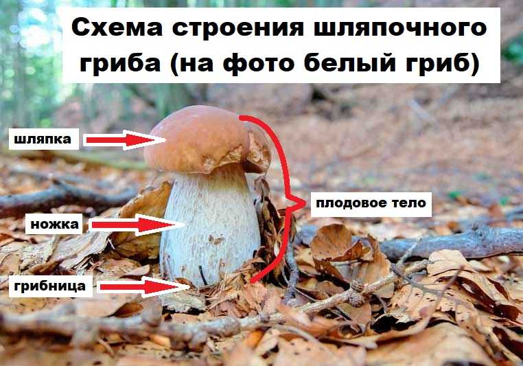 Схема строения шляпочного гриба