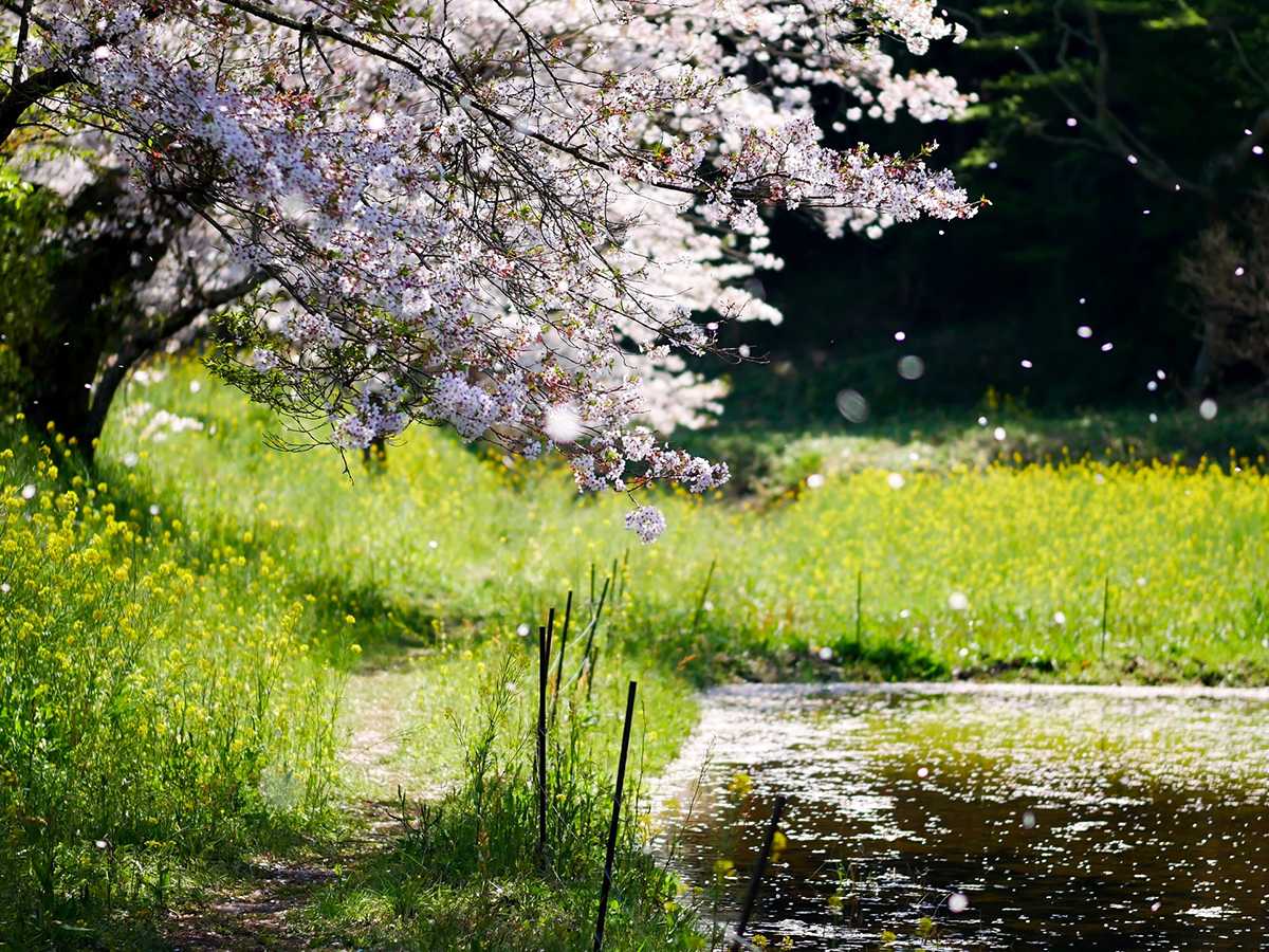 Природа, флора и фауна Японии — характеристика и фото