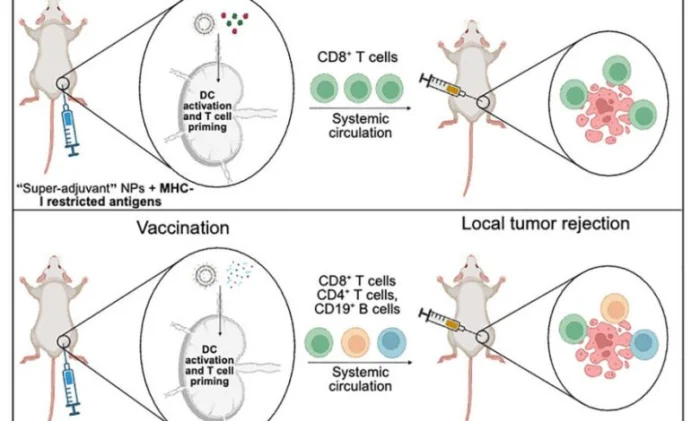 Ученые испытали профилактическую вакцину, блокирующую развитие опухолей у мышей на 250 дней