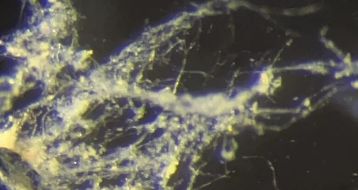 Ученые обнаружили бактерии, проводящие электричество как провода