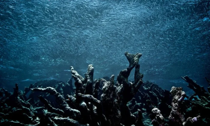 Есть ли будущее у коралловых рифов