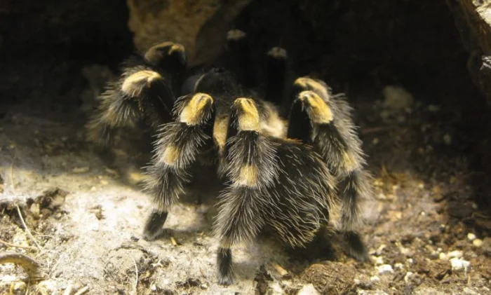 От динозавров до наших дней, как пауки-птицееды завоевали мир