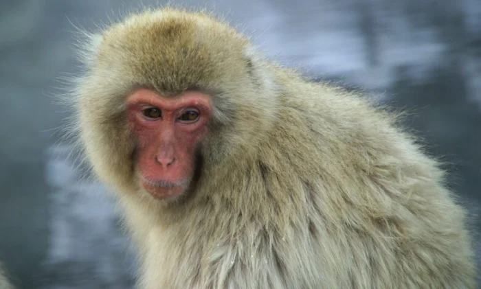 Зрение обезьяны улучшилось благодаря стволовым клеткам человека