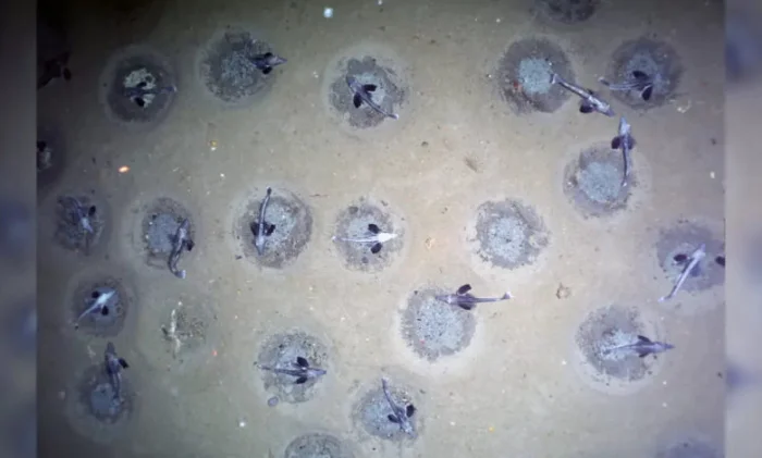 Под льдами Антарктиды нашли город ледяных рыб