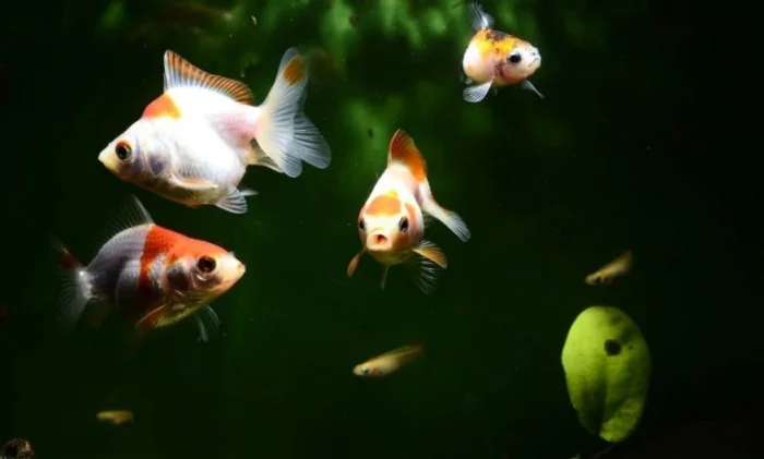 Рыбы «разговаривают», и новое исследование позволяет их услышать
