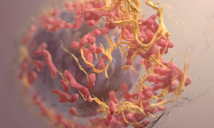 Вакцина против рака? Исследователи превращают раковые клетки в противораковое оружие