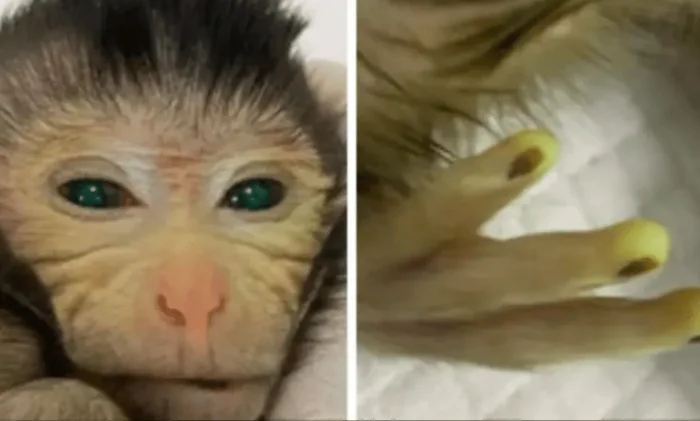 В Китае создана химерная обезьяна с флуоресцентными пальцами и зелеными глазами
