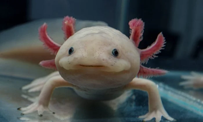Аксолотль способен восстановить любые клетки мозга