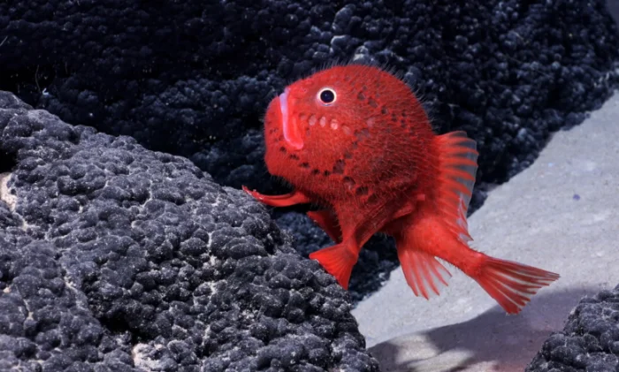 В океане у Чили найдено более 100 новых видов