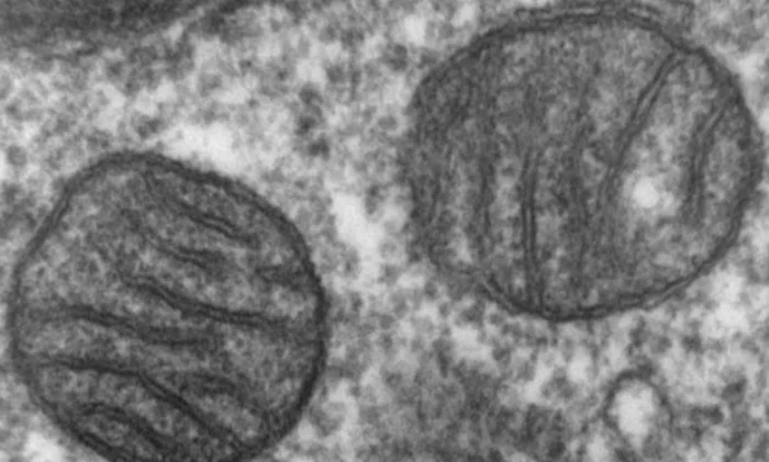 Митохондриальный белок продлил жизнь мышам: открыт путь к долголетию