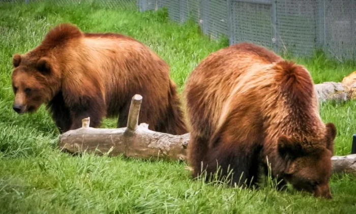 Спящие медведи дают представление о борьбе с атрофией мышц