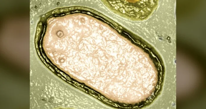 В океане обнаружены сотни загадочных гигантских вирусов