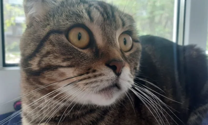 Ученые раскрыли генетические основы мурлыканья кошек