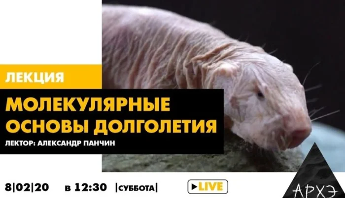Молекулярные основы долголетия — Александр Панчин (Видео)