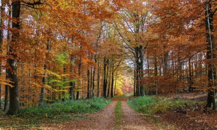 Час в лесу меняет мозг: эксперимент ученых