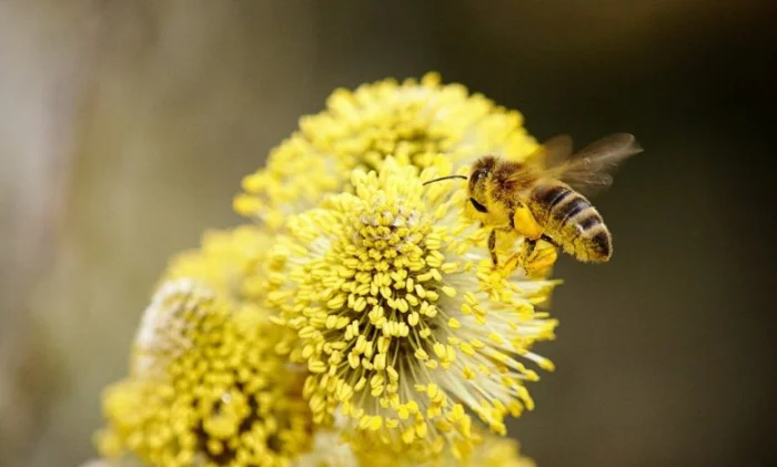 Ученые создали карту мира: где на самом деле живут пчелы