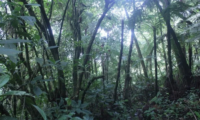 Как деревья чуть не уничтожили жизнь на Земле