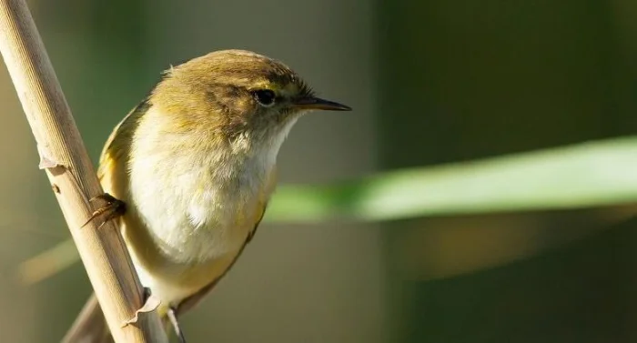 Раскрыта тайна утреннего пения птиц: они просто ждали рассвета