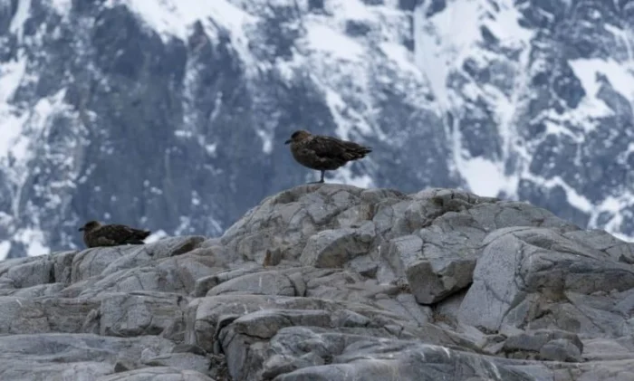 Птичий грипп добрался до Антарктиды