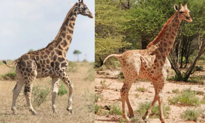 В Африке нашли жирафов-карликов: уникальное зрелище