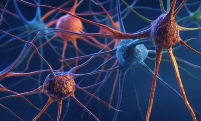 Ученые обнаружили новый тип клеток мозга, который может стать ключом к лечению нейродегенеративных заболеваний