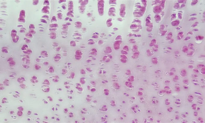 Новые «танцующие молекулы» восстанавливают хрящ всего за 3 дня