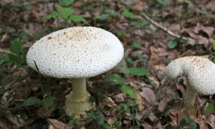 Топ-5 самых смертоносных природных ядов в мире