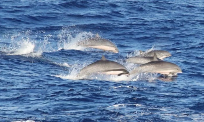 У берегов Гавайев нашли смертельный вирус, угрожающий дельфинам и китам