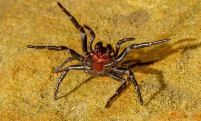 Топ-5 самых опасных пауков для человека