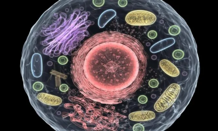 Ученые разработали искусственные клетки, которые способны вырабатывать белки так же, как и естественные клетки