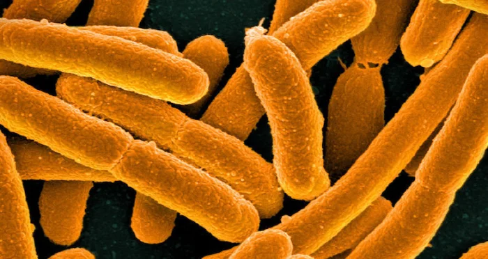 Ученые создали самый синтетический организм в истории