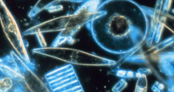 Учёные раскрыли тайну бирюзового свечения в Южном океане