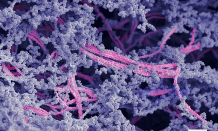 Новый биоматериал обеспечивает высококачественную регенерацию хряща