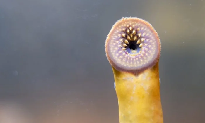 Миноги могут объяснить эволюцию нашей реакции «бей или беги»