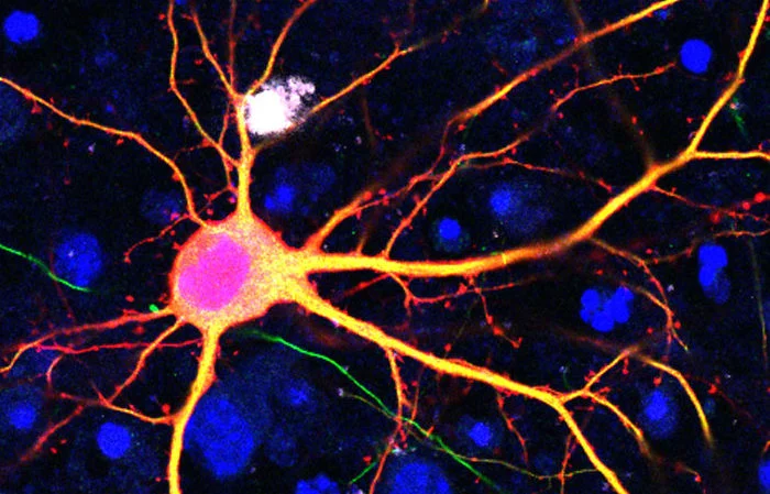 Новая технология для редактирования генома широкого спектра мутаций в живых организмах