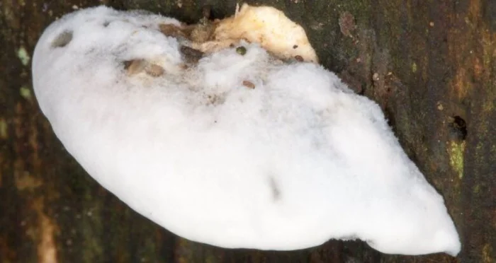 Учёные обнаружили самое горькое вещество в мире в грибе Amaropostia stiptica