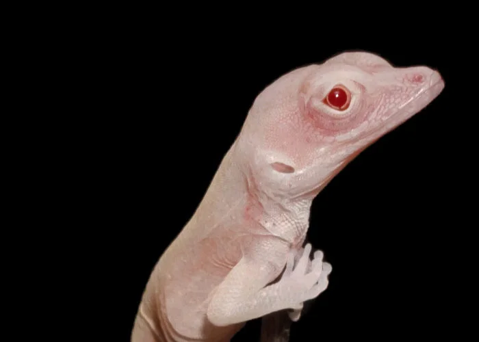 ГМО-ящерицы: первые в мире генетически модифицированные рептилии