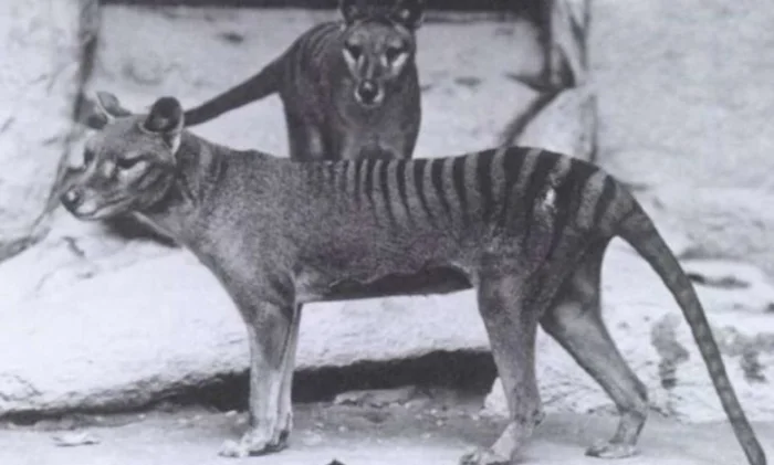 Впервые выделена РНК из сумчатого волка