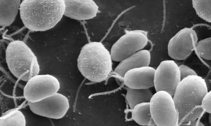 Умные микроводоросли доставят лекарства в ткани организма