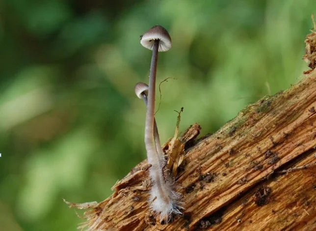 Валежник спасает грибы от токсинов