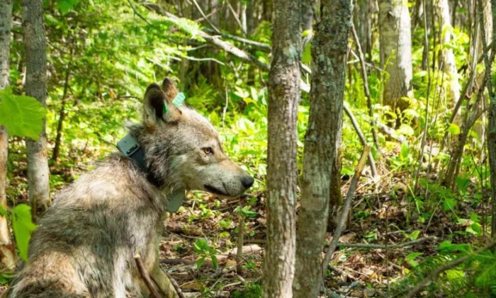 Волки тоже время от времени ходят на рыбалку