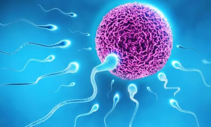 Учёные впервые создали работающие яйцеклетки из клеток кожи человека