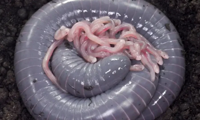 Молоко вместо кожи: невероятное открытие об амфибии