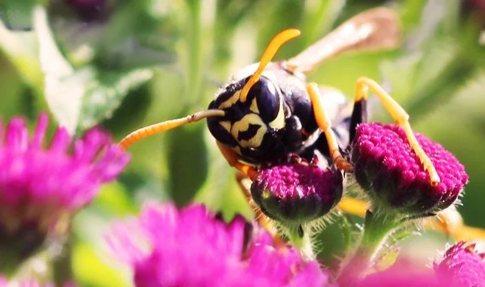 Осы стали первыми известными насекомыми, которые могут рассуждать, используя логику