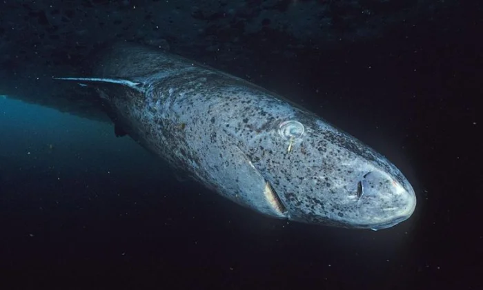 Как гренландские акулы видят в темноте больше ста лет